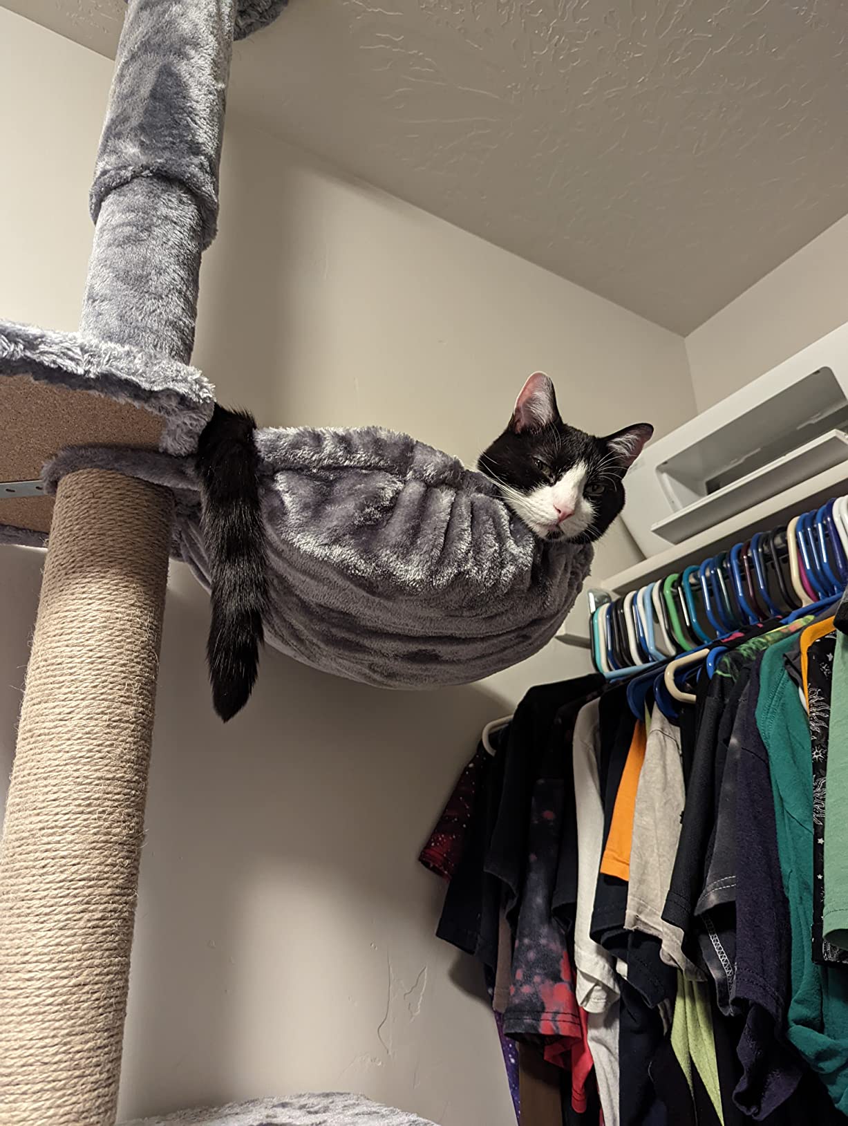 ROYPET Adjustable Tall Cat Climbing Tree, Floor-to-Ceiling Cat Climber Toy with Hanging Hammock and Scratching Posts, Grey customer photo 2