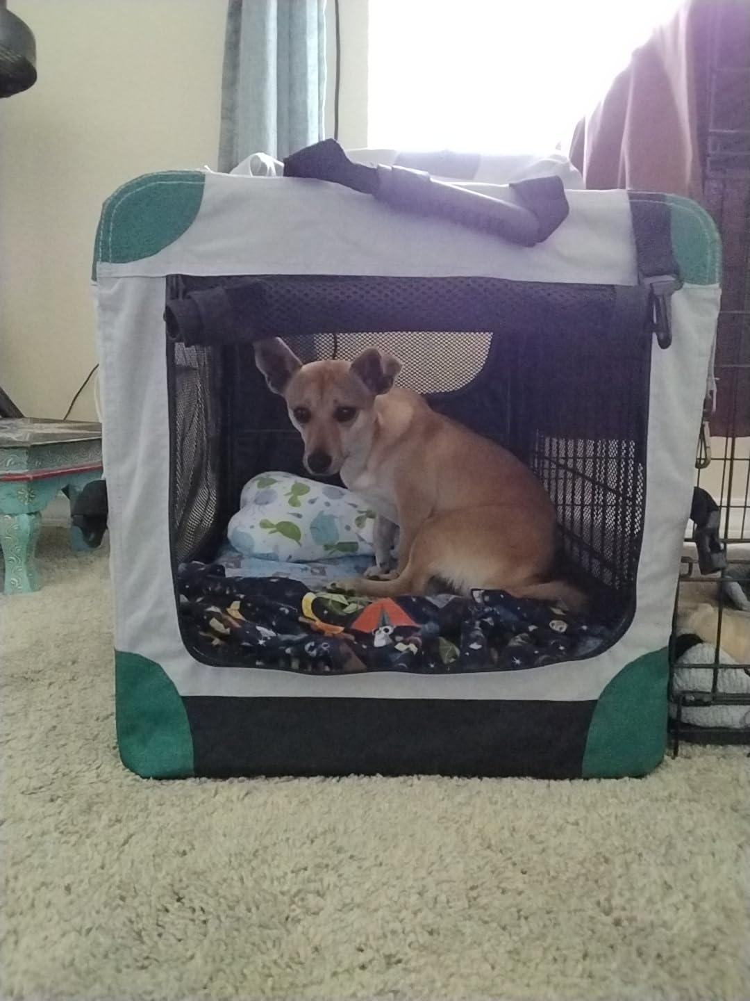 Gardner Pet Soft Collapsible Dog Crate - 36 Inch Portable Travel Dog Crate for Medium/Large Dogs Indoor & Outdoor, 3-Door Pet Crate with Durable Mesh Windows & Storage Bag, Blue customer photo 1