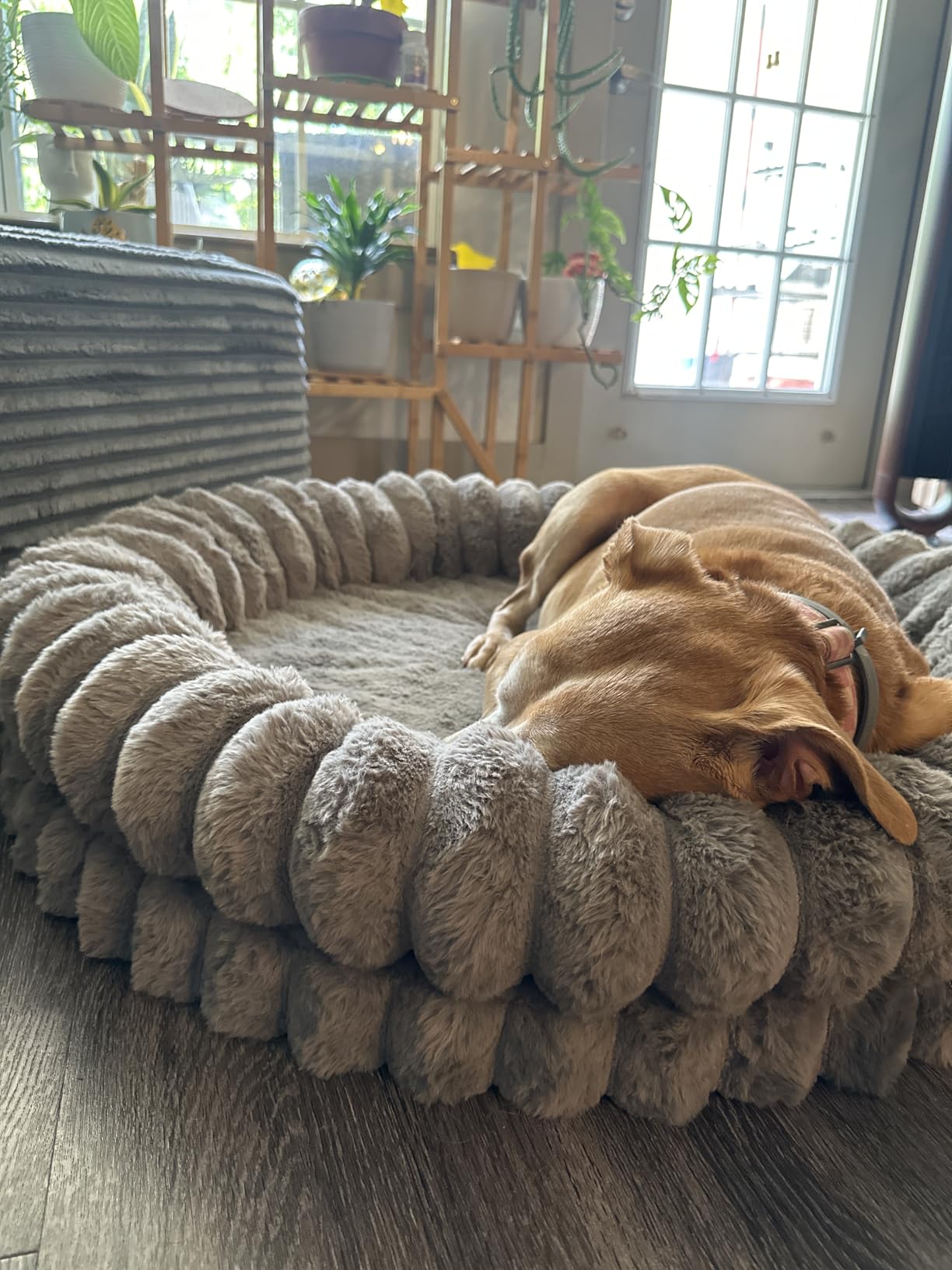 BALANCE Luxury Donut Dog Bed, 36 Inches Round Dog Beds Large Sized Dogs Washable, Orthopedic Calming Dogs Bed for Pets with Anti-Slip Bottom, Oatmeal customer photo 1