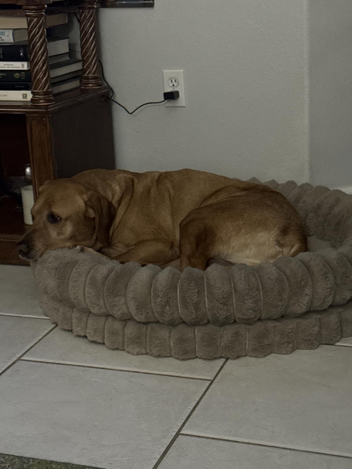 BALANCE Luxury Donut Dog Bed, 36 Inches Round Dog Beds Large Sized Dogs Washable, Orthopedic Calming Dogs Bed for Pets with Anti-Slip Bottom, Oatmeal customer photo 2