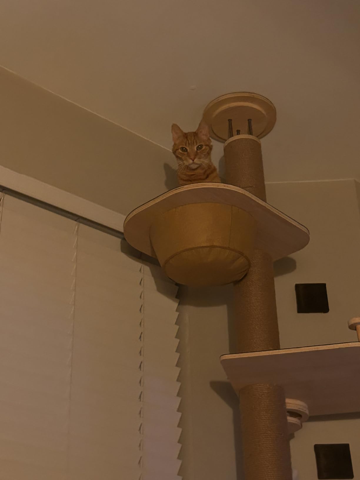 Cat Tree Floor to Ceiling, Cat Tower with Hammock & Perch, Scratching Post customer photo 1