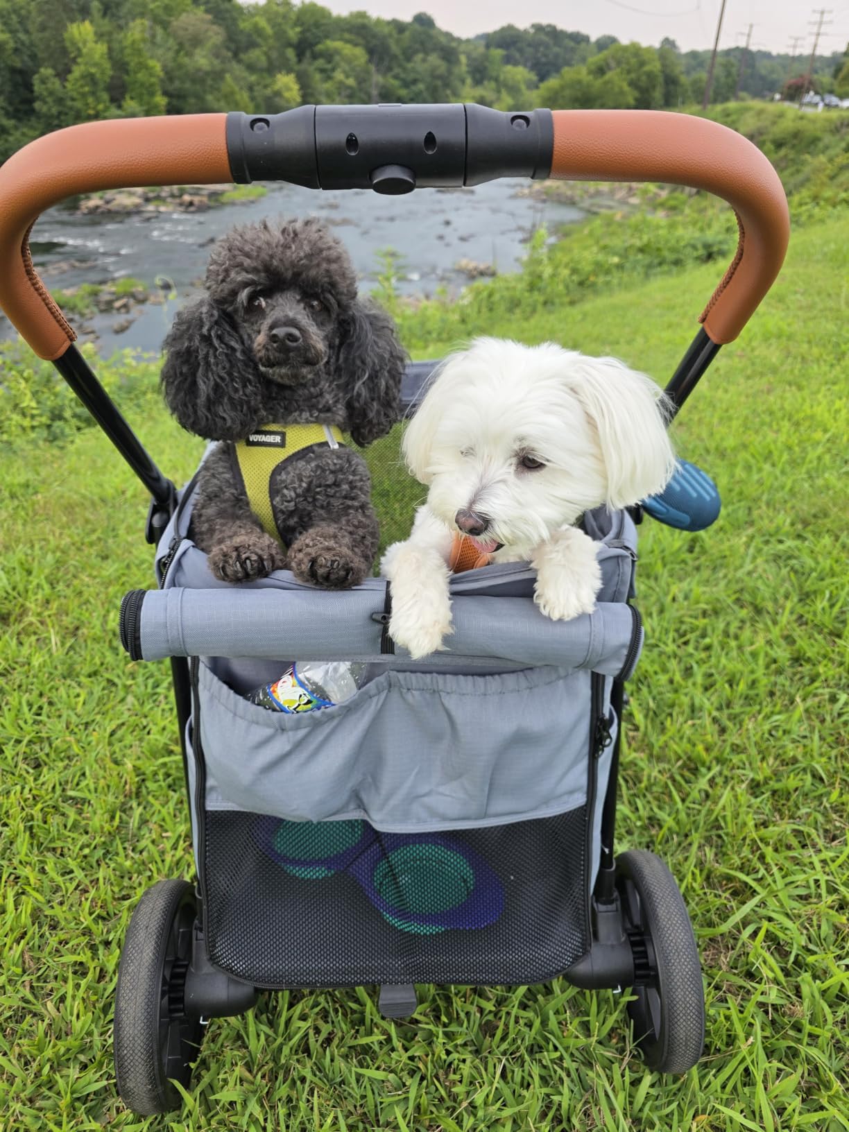 CANINE CANYON Scout Pet Stroller, Heavy Duty Dog Stroller for Large & Medium Dogs, Foldable Pet Stroller for 2 Small Dogs with All-Terrain Wheels, Storage Pocket & Cup Holder, 55 lbs Capacity, Black customer photo 1