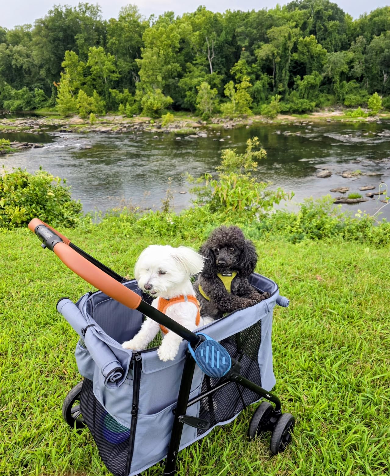 CANINE CANYON Scout Pet Stroller, Heavy Duty Dog Stroller for Large & Medium Dogs, Foldable Pet Stroller for 2 Small Dogs with All-Terrain Wheels, Storage Pocket & Cup Holder, 55 lbs Capacity, Black customer photo 2