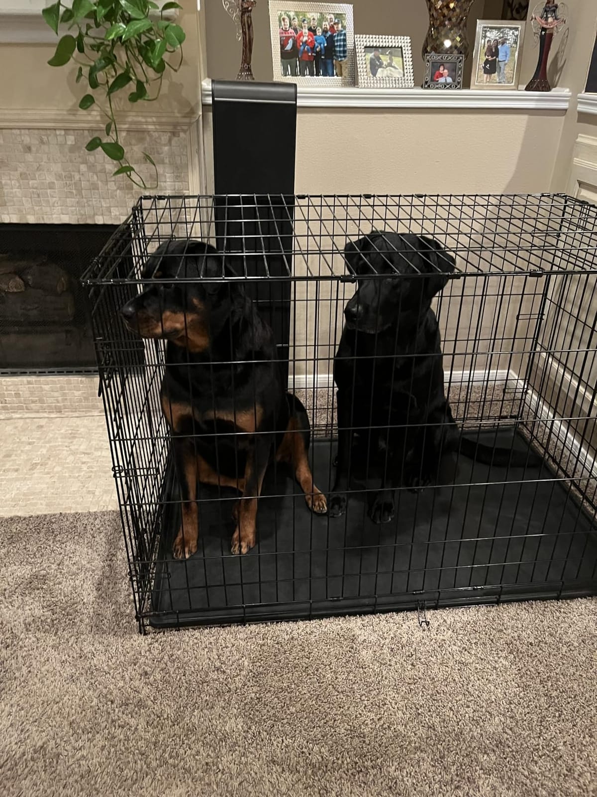 BestPet | Dog Crate | 18