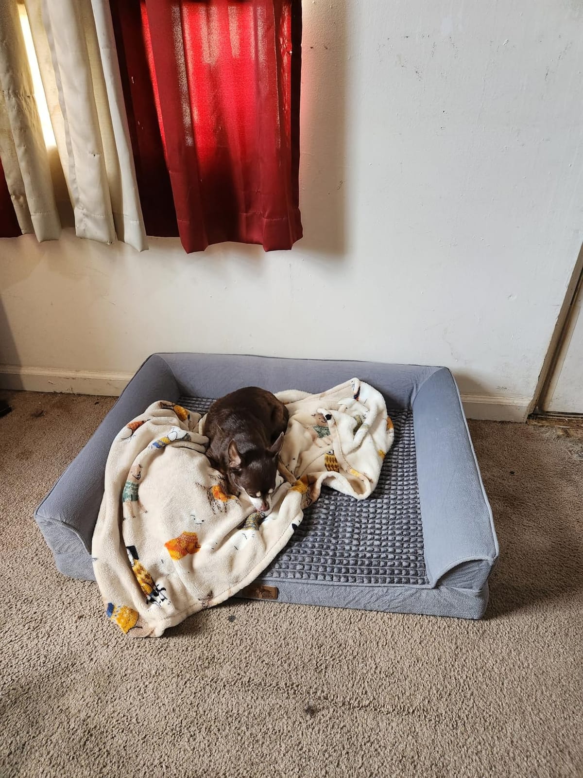 COZY KISS Orthopedic Dog Bed for Medium Small Size Dogs, U Shaped 30x20 in customer photo 1