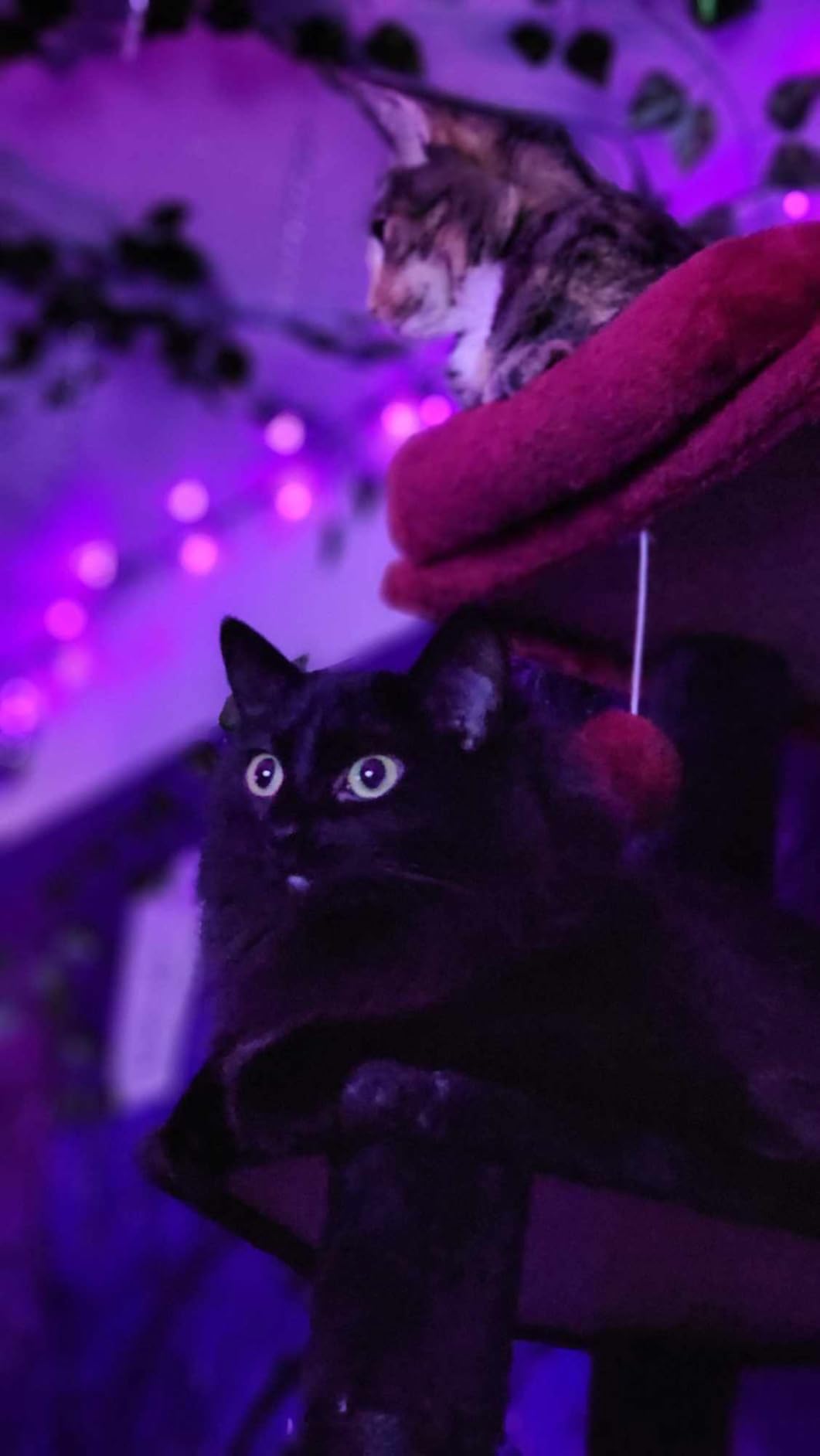 Heybly Floor to Ceiling Cat Tree, 104.7