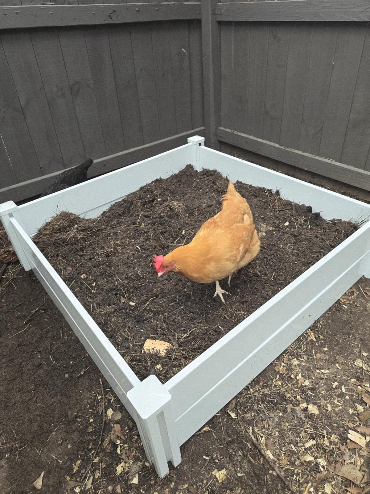 PASAMIC 8x4x1ft Vinyl Raised Garden Bed, Maintenance-Free Outdoor Garden Planter Box, Never Rust or Rot, Durable Open-Bottom Raised Bed for Vegetables, Flowers, Herbs & Fruits customer photo 1