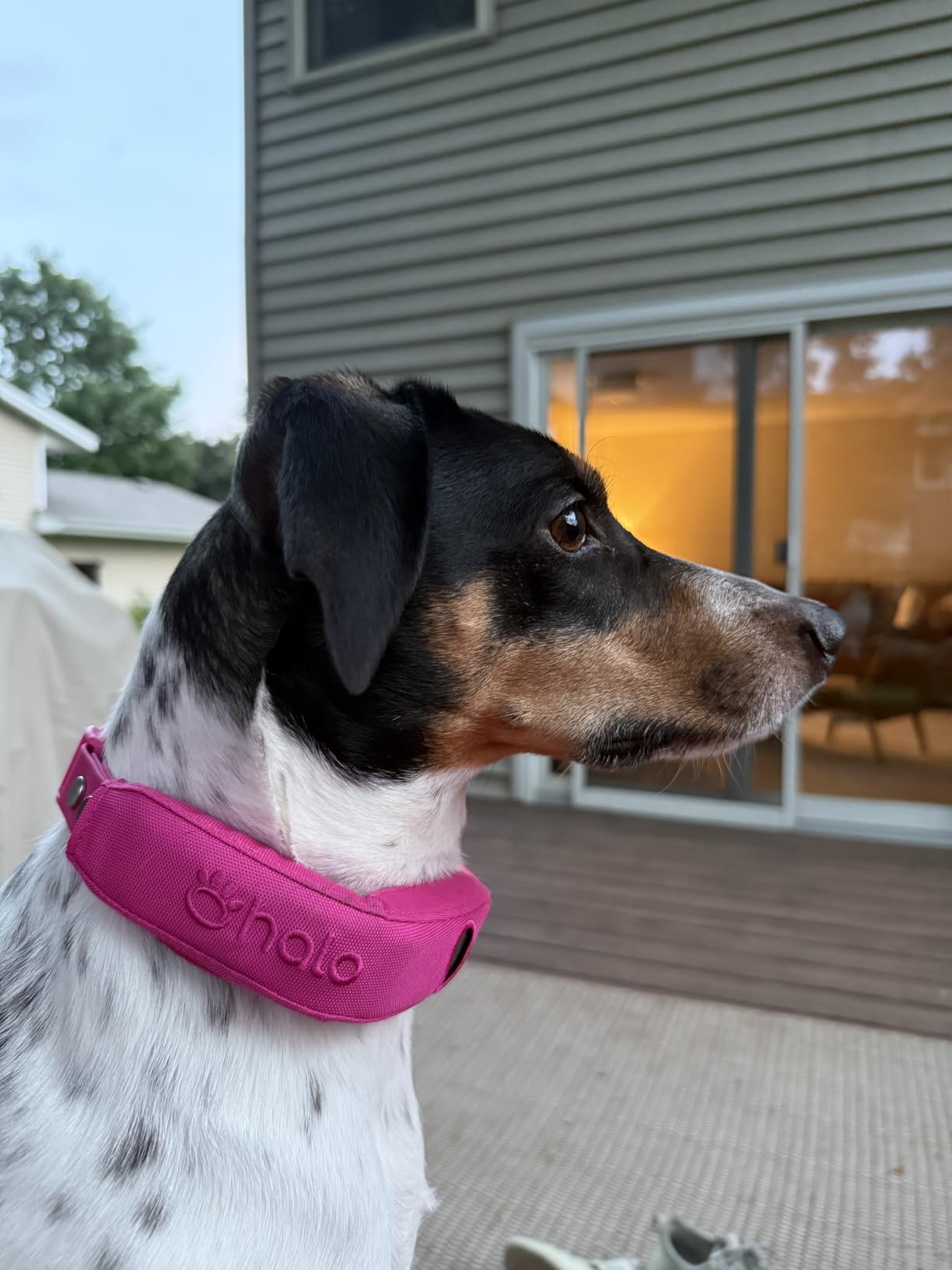 Halo Collar 5 GPS Wireless Dog Fence, Ranger customer photo 1