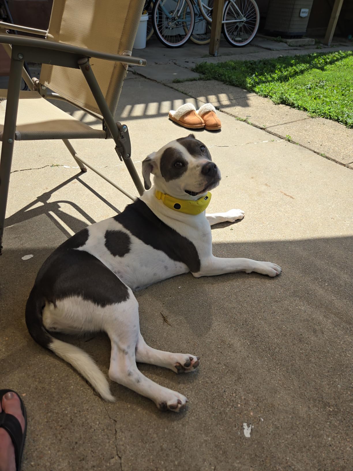 Halo Collar 5 GPS Wireless Dog Fence, Ranger customer photo 2