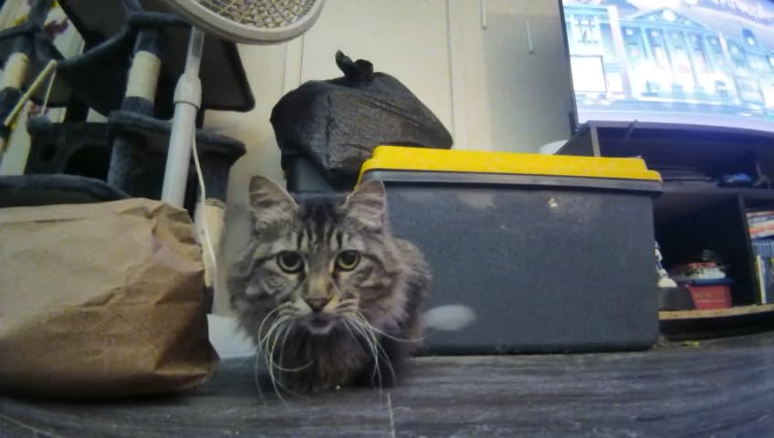 Enabot EBO SE 2 Mobile Pet Camera: 2K Home Robot Companion (Blue Eyes) customer photo 2